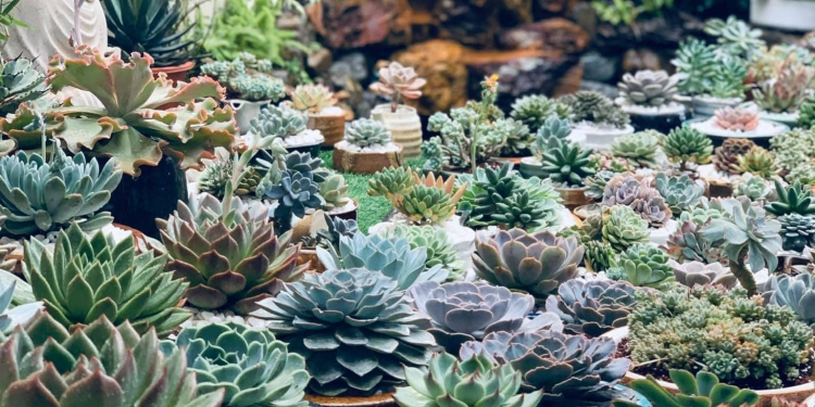 ngoi that nho cuoi con hem nho tai da lat d92ff96c - Ngôi thất nhỏ cuối con hẻm nhỏ tại Đà Lạt sau khi sửa lại và trồng thêm hoa