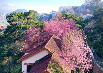 canh tien o da lat day chu dau 120adf79 - Nhà vườn đẹp tại Đà Lạt