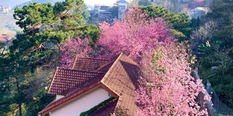 canh tien o da lat day chu dau 120adf79 - Nhà vườn đẹp tại Đà Lạt