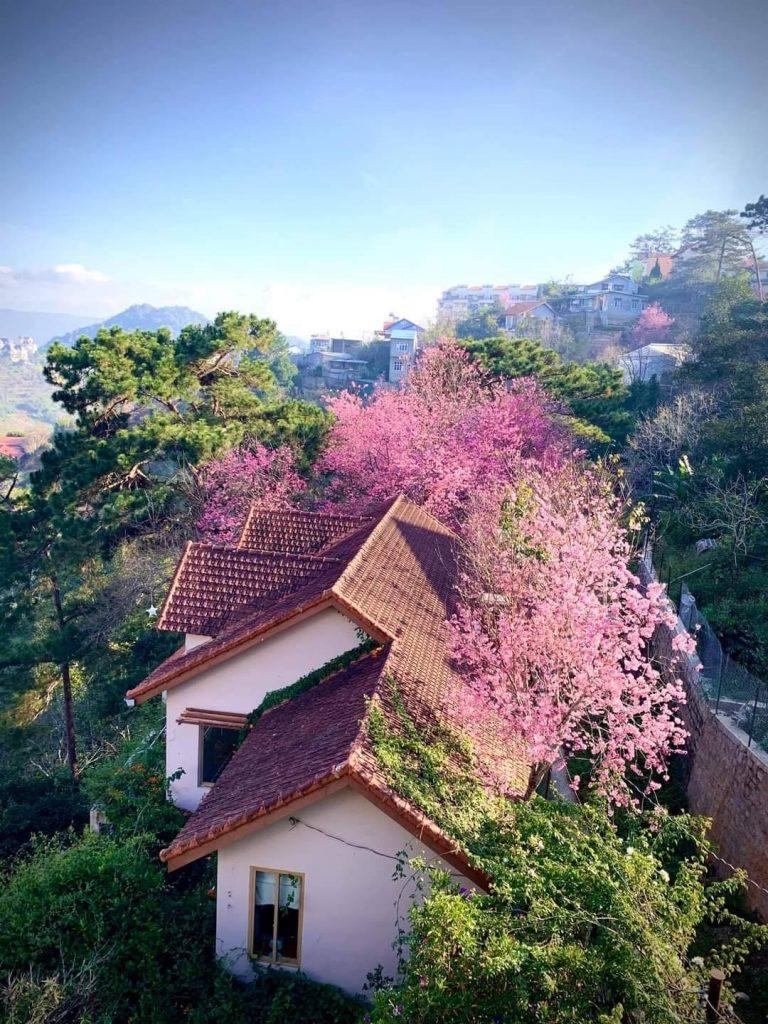 canh tien o da lat day chu dau 120adf79 - Nhà vườn đẹp tại Đà Lạt