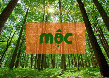 menh moc la gi phong thuy 30c4a0e2 - Những kiến thức phong thủy cơ bản mà người mệnh Mộc cần biết menh moc la gi phong thuy 30c4a0e2 - Những kiến thức phong thủy cơ bản mà người mệnh Mộc cần biết