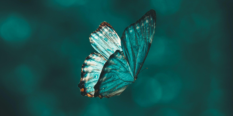 buom bay vao nha ban dem diem gi 5 7b814d82 - Bướm bay vào nhà ban đêm, bướm đậu vào người là điềm báo gì?